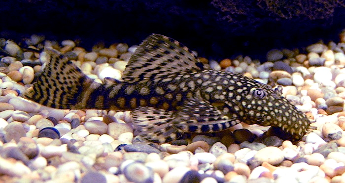 Bristlenose_Catfish_700.jpg