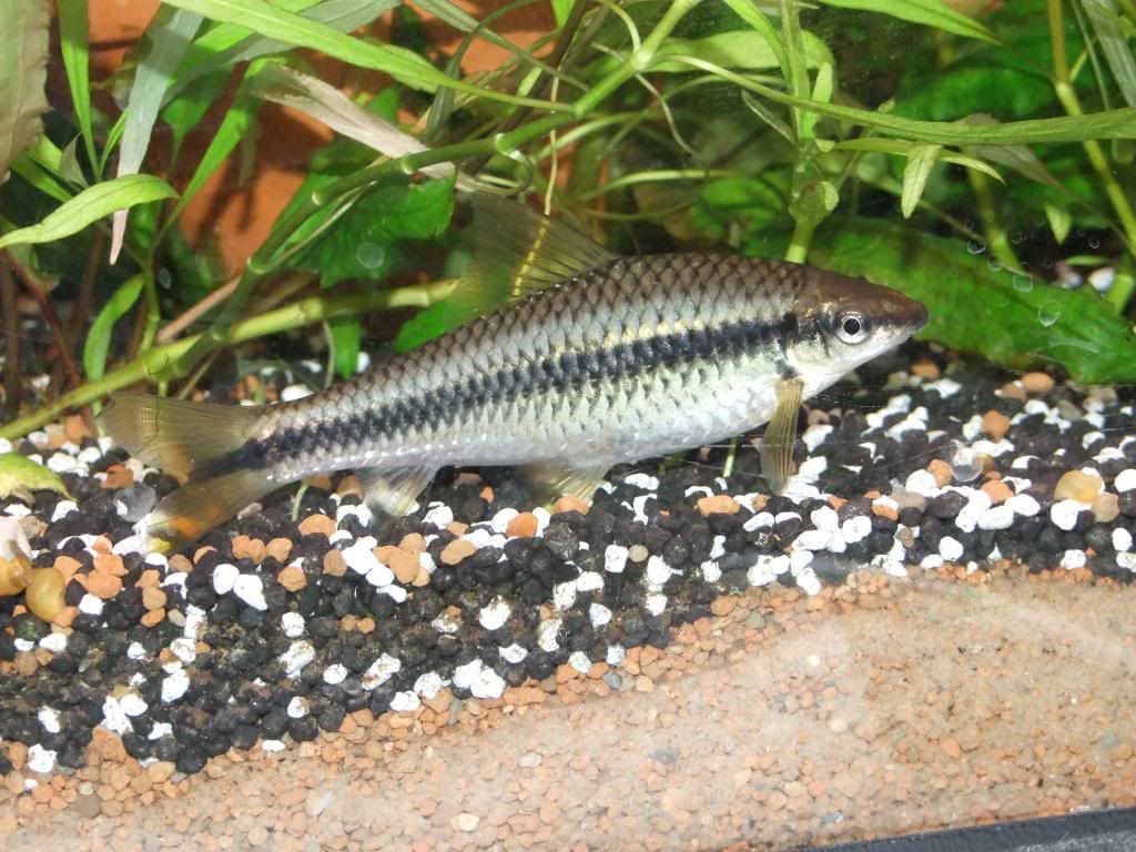 MobytheGoby1243_zpsb32e4483.jpg