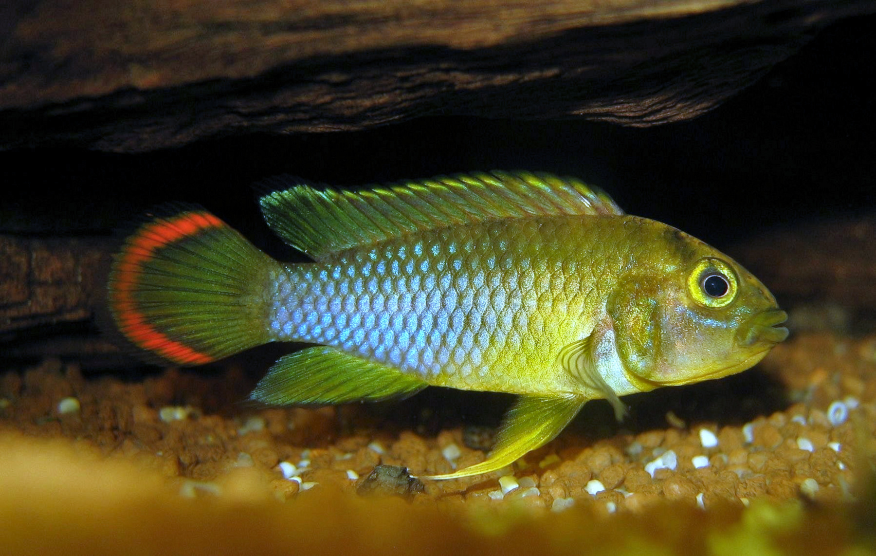 Apistogramma_nijsseni_(m).jpg