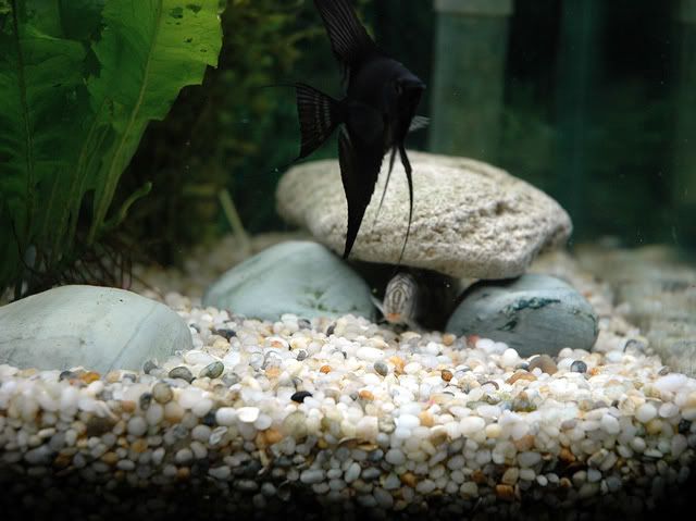 angle_loach.jpg