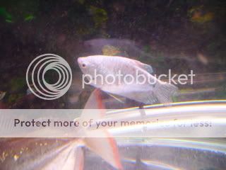 mixedfish004.jpg