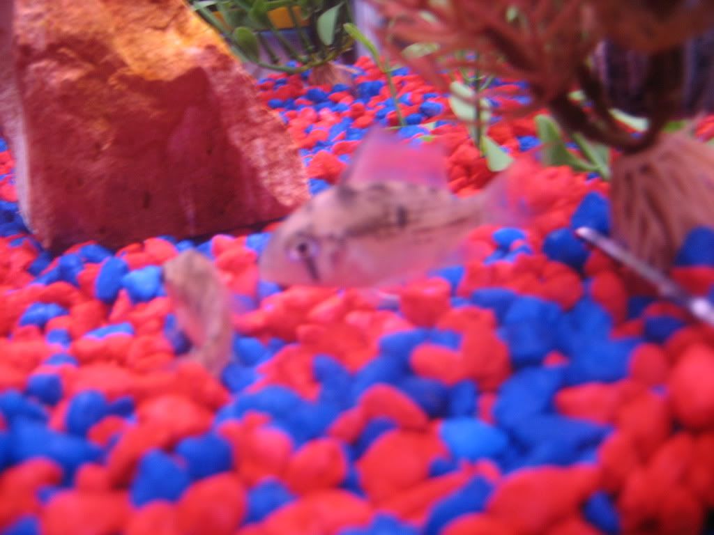 fish041.jpg