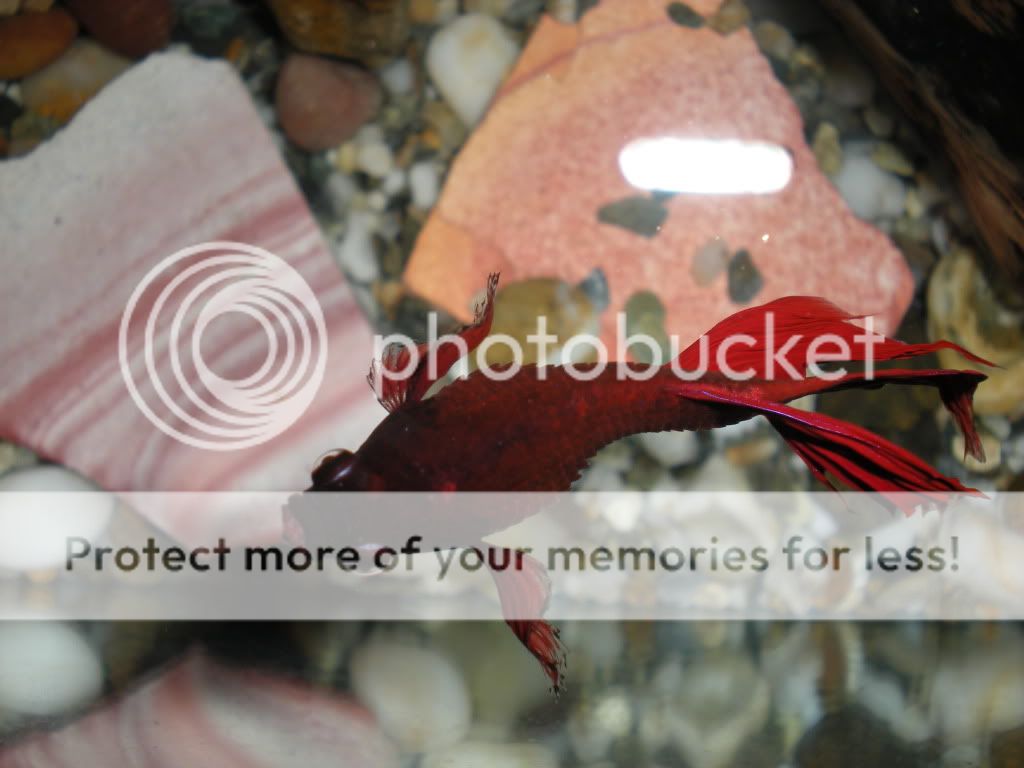 DSCN1143.jpg