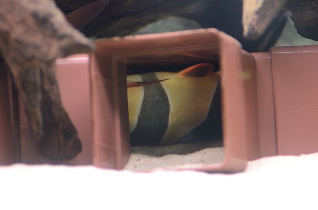 LazyLoach_002.jpg
