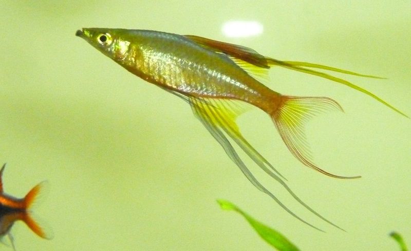 Threadfin30Jan_zps179d389f.jpg