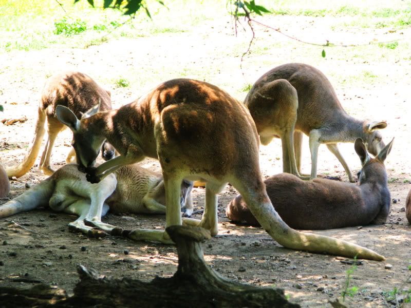 RedKangaroo1.jpg