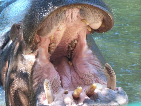 hippomouth.jpg