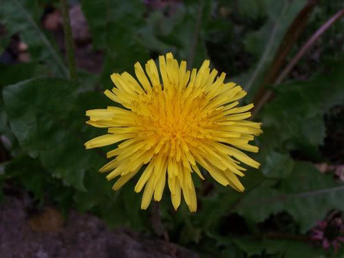 dandelion.jpg