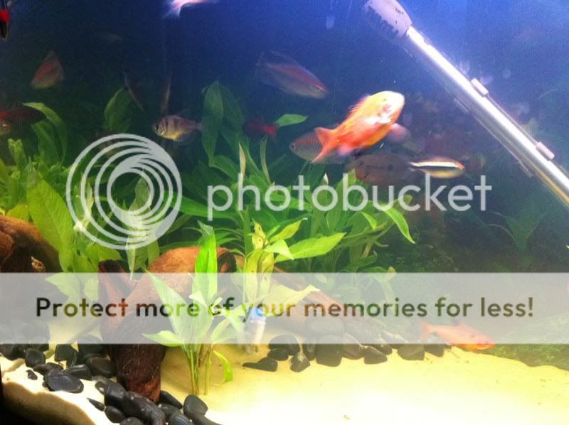 fishsite5.jpg