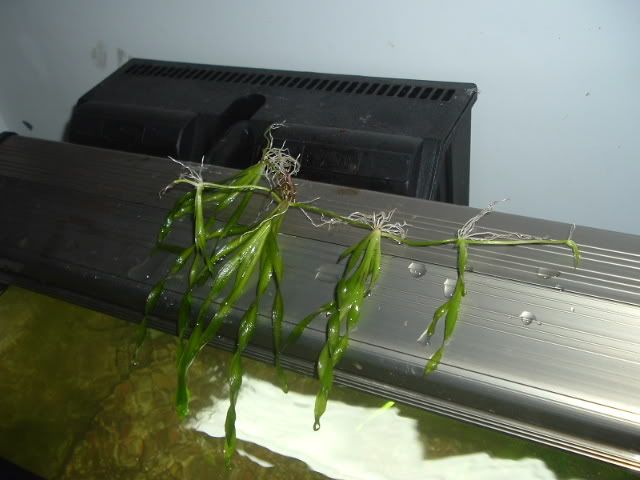 DSCF0590.jpg