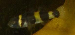 goby3.jpg
