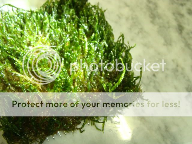 Moss003.jpg