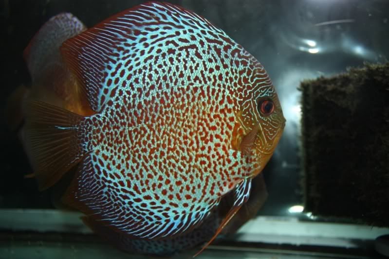 fish6.jpg