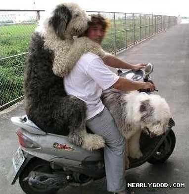 bigdogbike.jpg