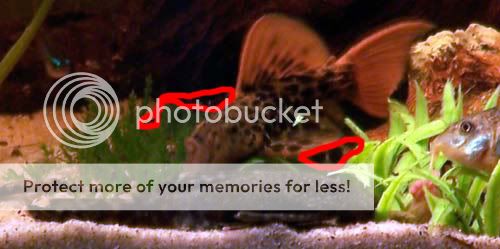 multifish.jpg
