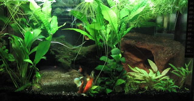 tank3a.jpg