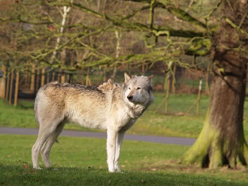 wolfy2.jpg