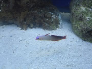 Firefish.jpg
