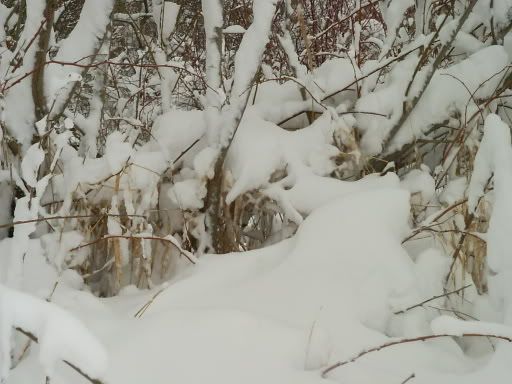 3-13-06WinterStorm014.jpg