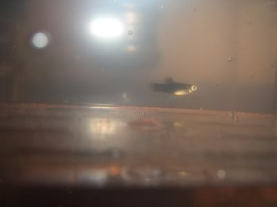 CIMG0867.jpg