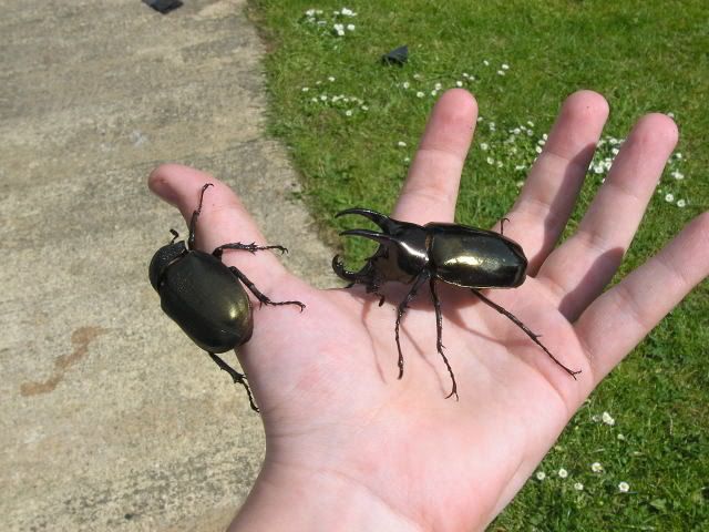 Bigmuvers.jpg