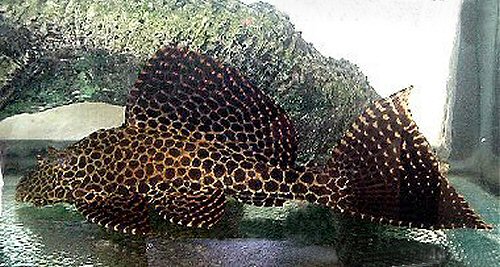 g_gibbiceps.jpg