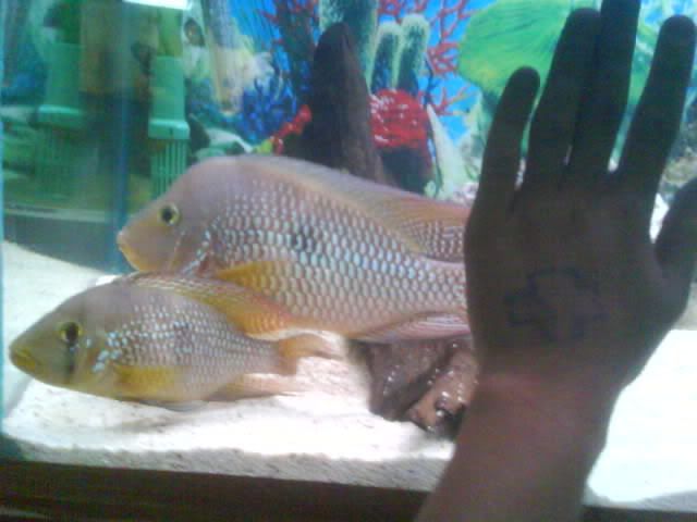 Tillandlillynexttomyhand.jpg