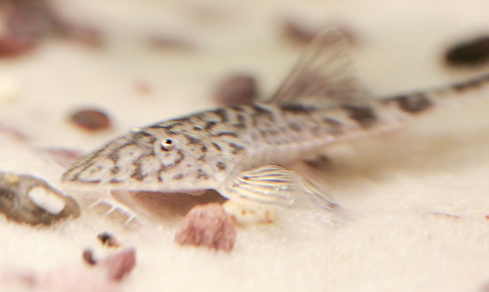 whiptail4.jpg