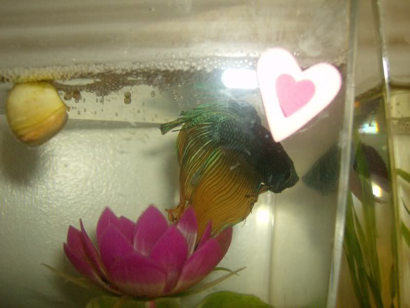 myfishie015.jpg