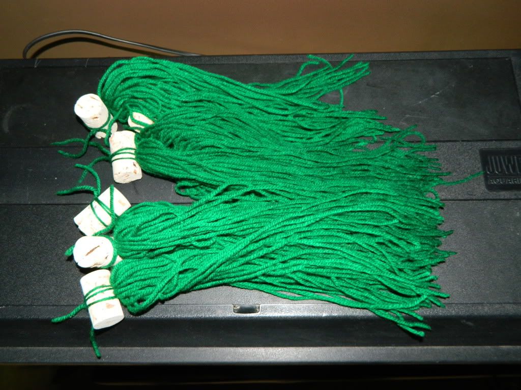 DSCN1019.jpg