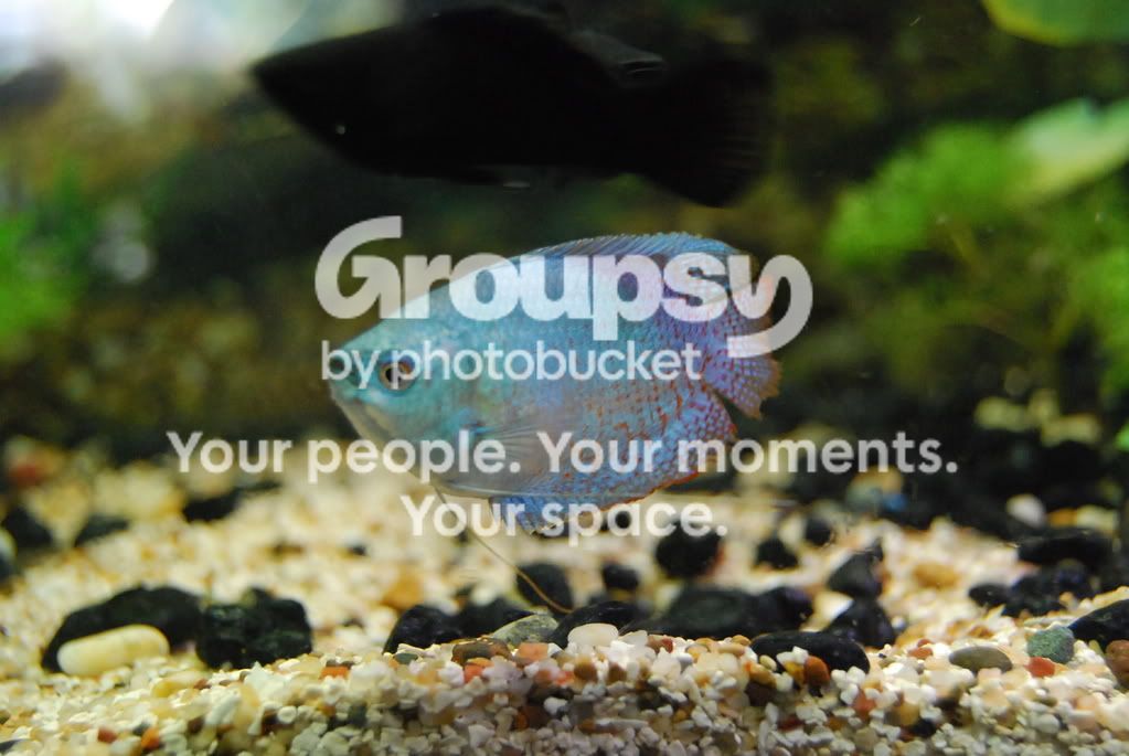 MyFish095.jpg