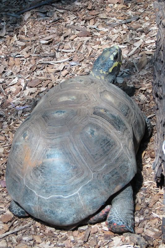 Turtle2.jpg