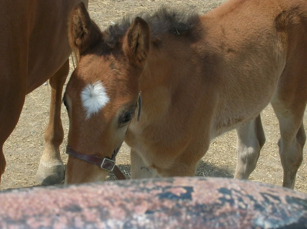 horses12042.jpg