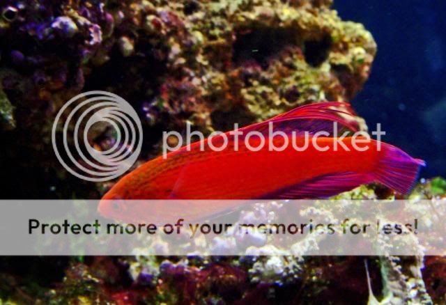 2009_0527Reef0020a.jpg