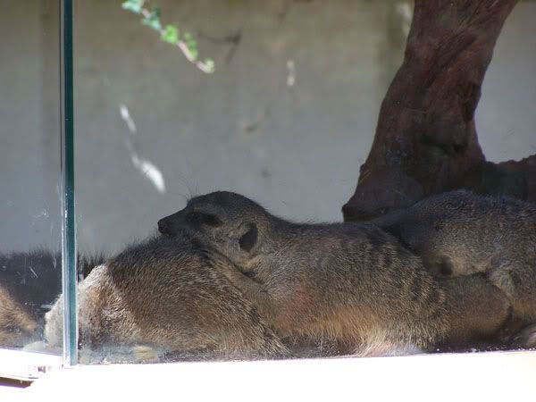 meerkat2.jpg