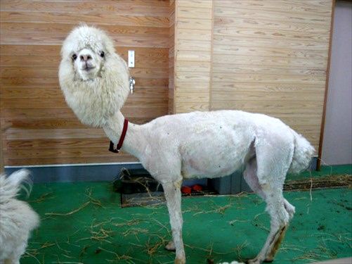 naked-llama-shaved-11.jpg