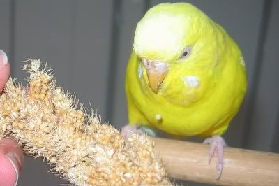 aviarybudgies141.jpg