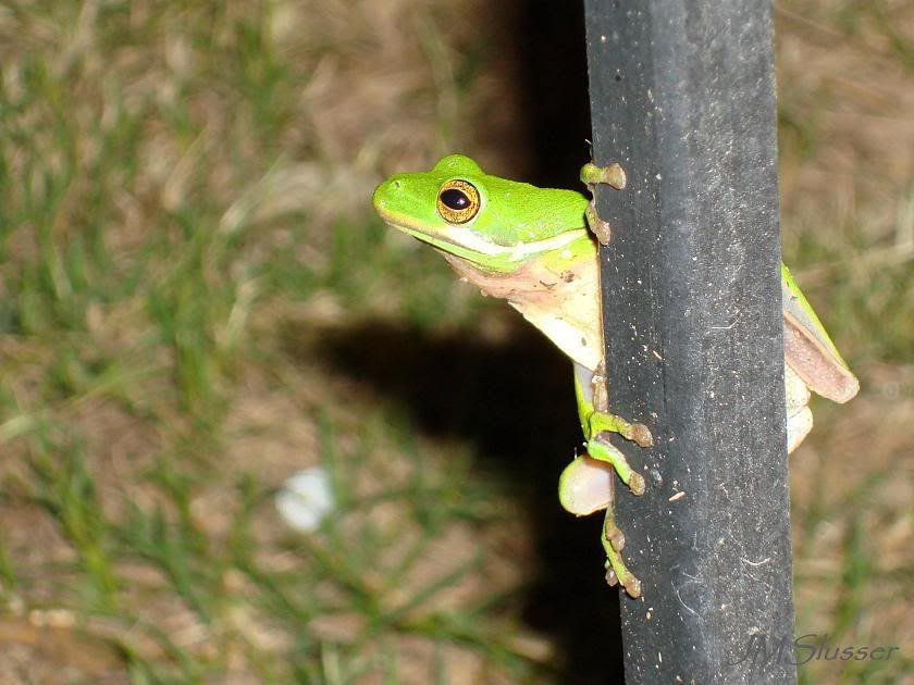 DSC04820.jpg