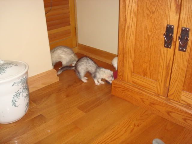 ferrets021-1.jpg