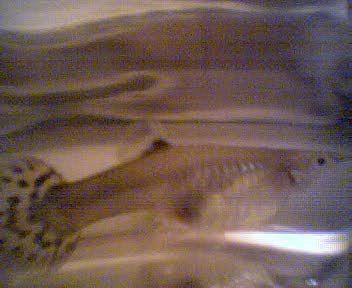 Picture017.jpg