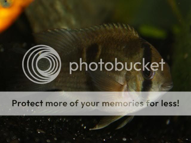 Fish14-08-09030.jpg