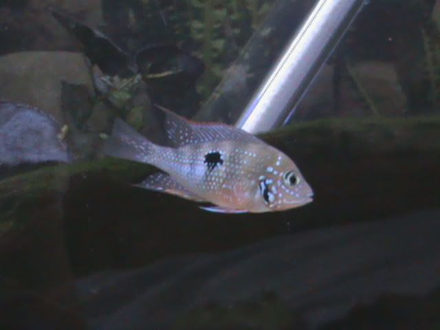 DSC00132.jpg