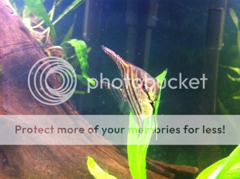 fishsite7.jpg