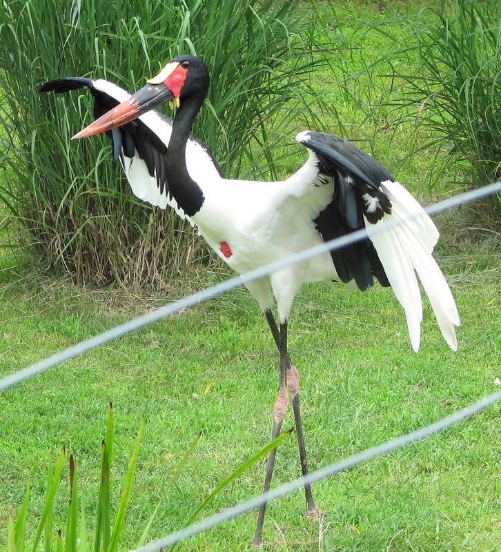Saddle-BilledStork.jpg