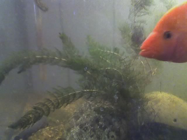 Unidentifiedplant3.jpg