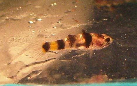 goby-bee.jpg