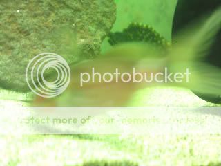 catfish010.jpg