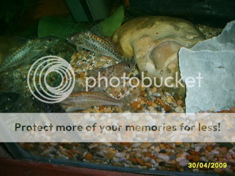 newoakwoodtanklook075.jpg