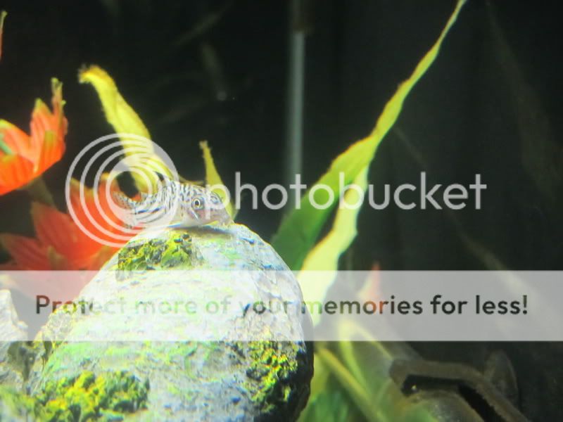 CanonPowerShotSX130IS-0001.jpg