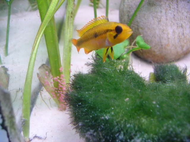 apistogramma002.jpg